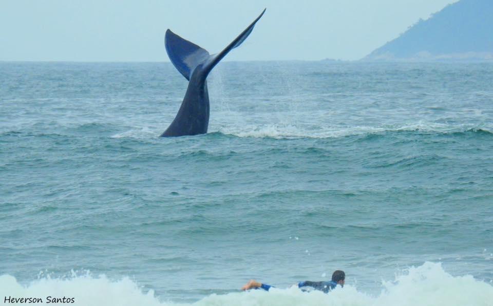 Tranquilidade Na Praia Da Gamboa Garopaba Dış mekan fotoğraf